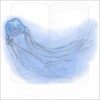 Box Jellyfish illustration