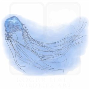 Box Jellyfish illustration