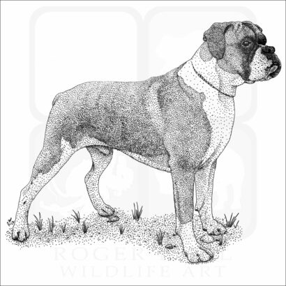 Boxer