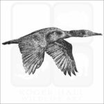 Brandt's Cormorant