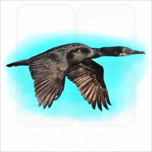 Brandt's Cormorant illustration