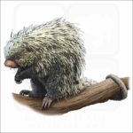 Brazilian Porcupine illustration