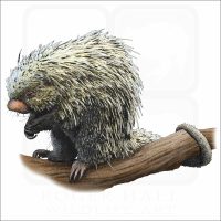 Brazilian Porcupine illustration