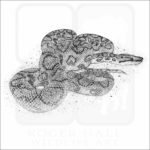 Brazilian Rainbow Boa