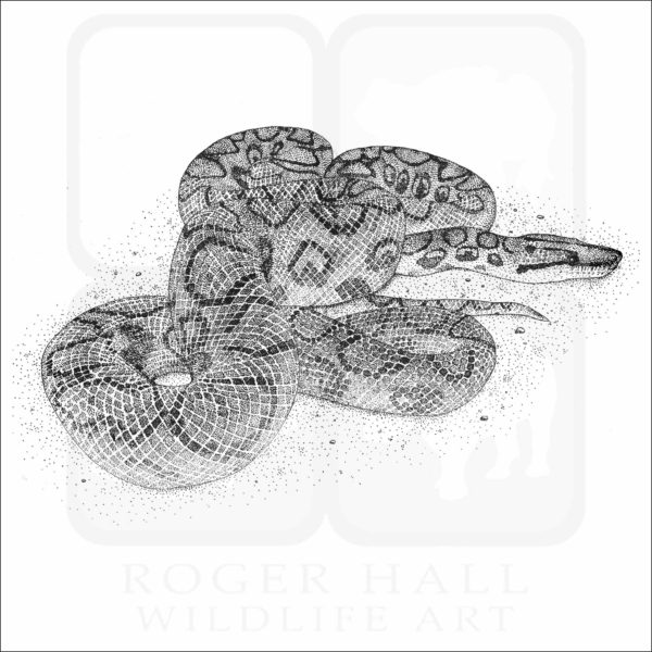 Brazilian Rainbow Boa