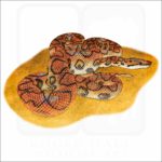 Brazilian Rainbow Boa illustration
