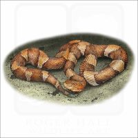 Broad-Banded Copperhead illustration