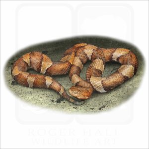 Broad-Banded Copperhead illustration