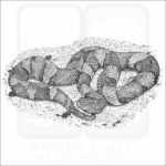 Broad-Banded Copperhead