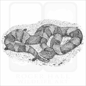 Broad-Banded Copperhead