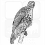 Broad-Winged Hawk