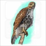 Broad-Winged Hawk illustration