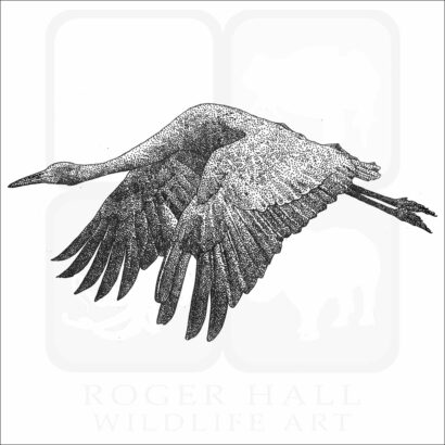Brolga Crane