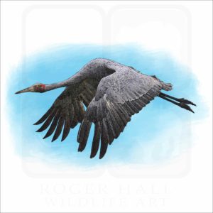 Brolga Crane illustration