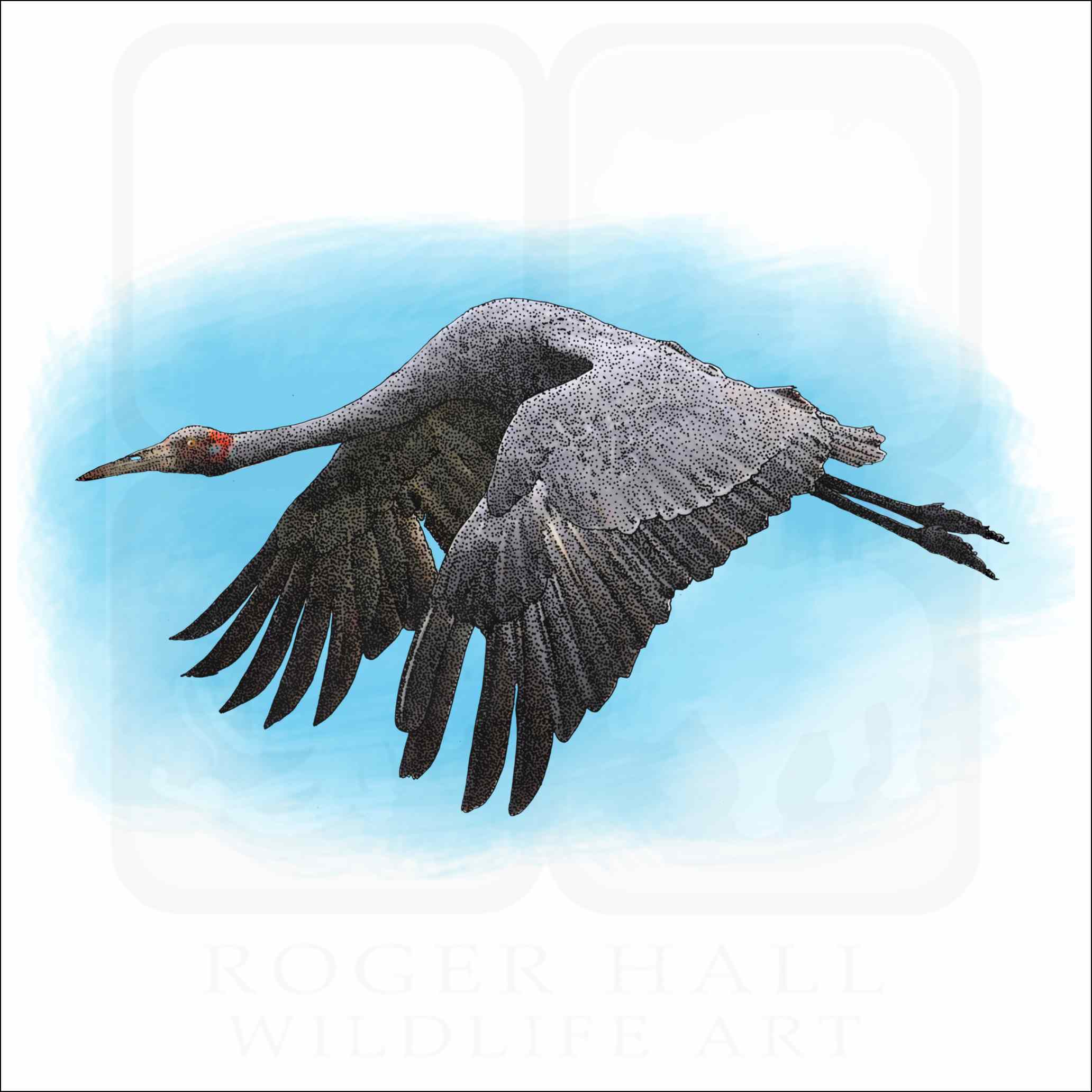 Brolga Crane Brolga Crane illustration