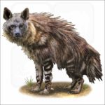 Brown Hyena illustration