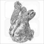 Brown-Throated Sloth