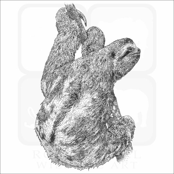 Brown-Throated Sloth