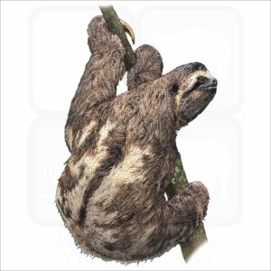 Brown-Throated Sloth illustration