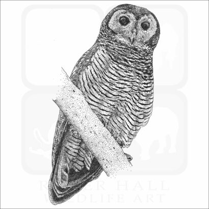 Brown Wood Owl