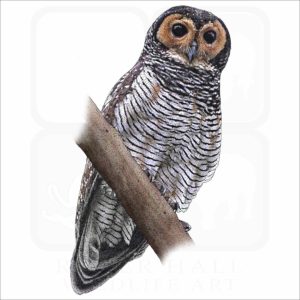 Brown Wood Owl Illustration