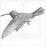 Buff-Bellied Hummingbird