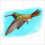Buff-Bellied Hummingbird illustration