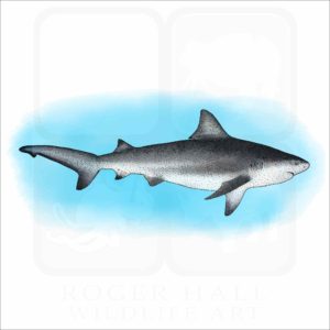 Bull Shark illustration