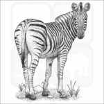Burchell's Zebra