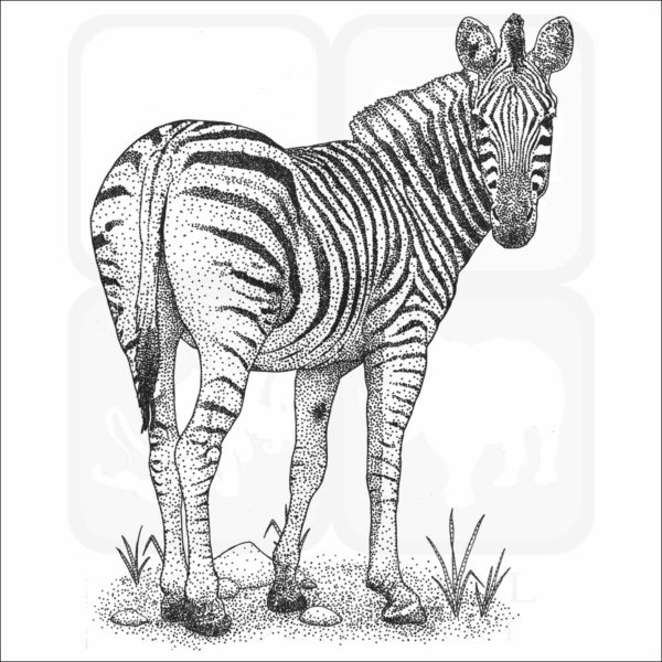 Burchell's Zebra