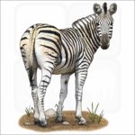 Burchell's Zebra illustration