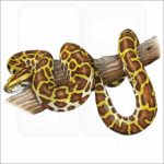Burmese Python illustration