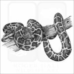 Burmese Python