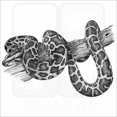 Burmese Python