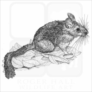 Bushy-Tailed Woodrat