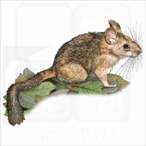 Bushy-Tailed Woodrat illustration