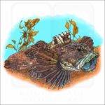 Cabezon illustration