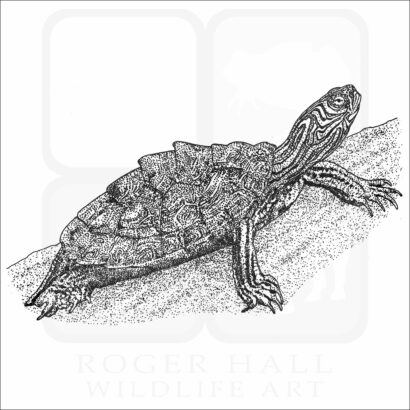 Cagle's Map Turtle