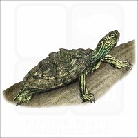 Cagle's Map Turtle illustration