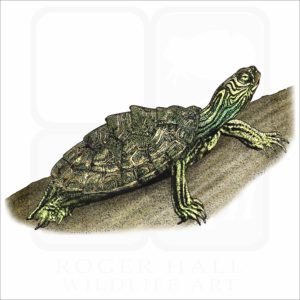 Cagle's Map Turtle illustration