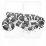 California Kingsnake