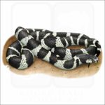 California Kingsnake illustration