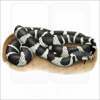 California Kingsnake illustration