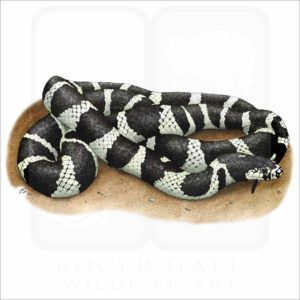 California Kingsnake illustration