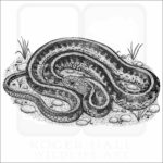 California Red-Sided Garter Snake