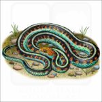 California Red-Sided Garter Snake illustration