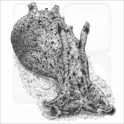 California Sea Hare