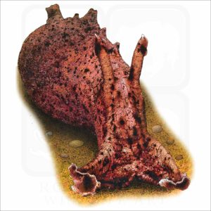 California Sea Hare illustration