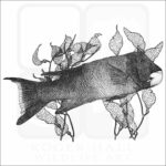 California Sheephead