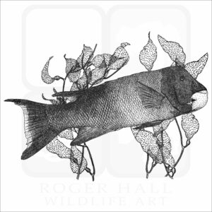 California Sheephead